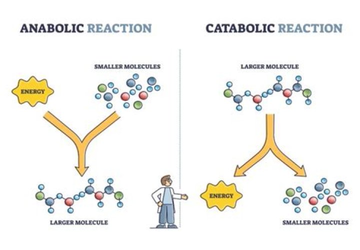 Are catabolic pathways Endergonic?