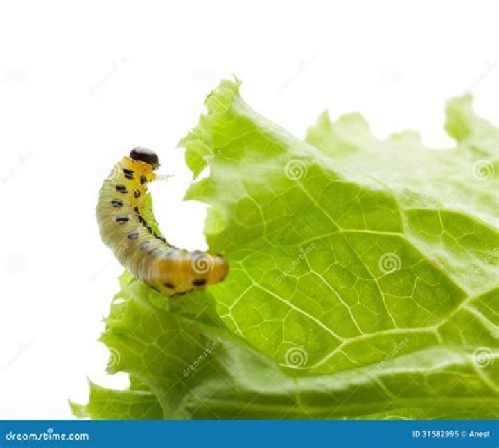 Can caterpillars eat lettuce?