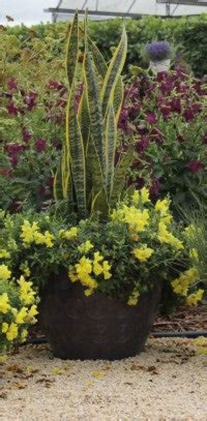 Can snake plant live outside?