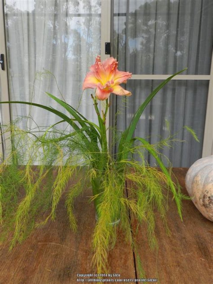 Can you cut daylilies for a vase?