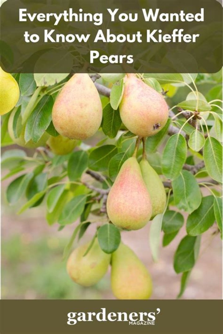 Can you eat Kieffer pears?