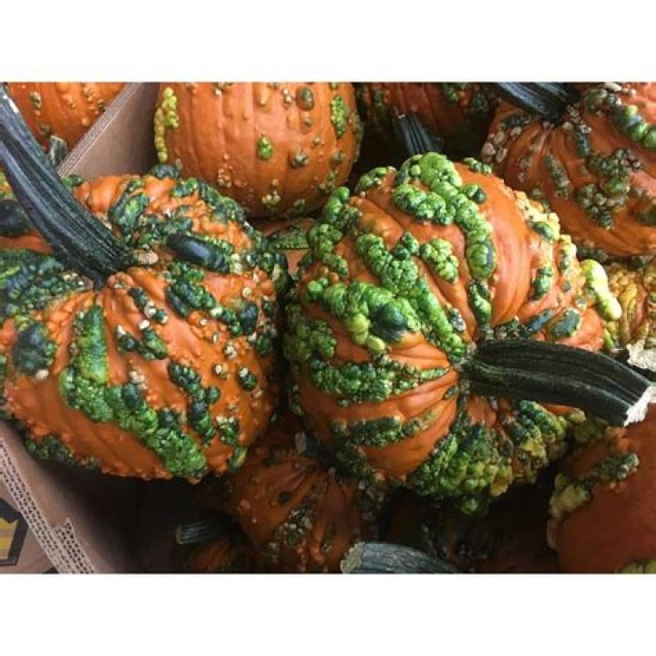 Can you eat knucklehead pumpkin?