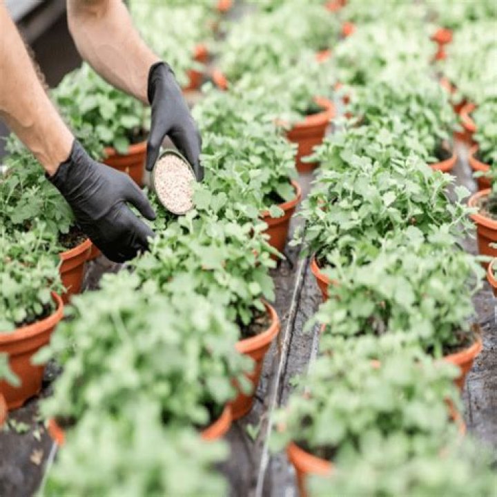 Can you use Epsom salt on pepper plants?