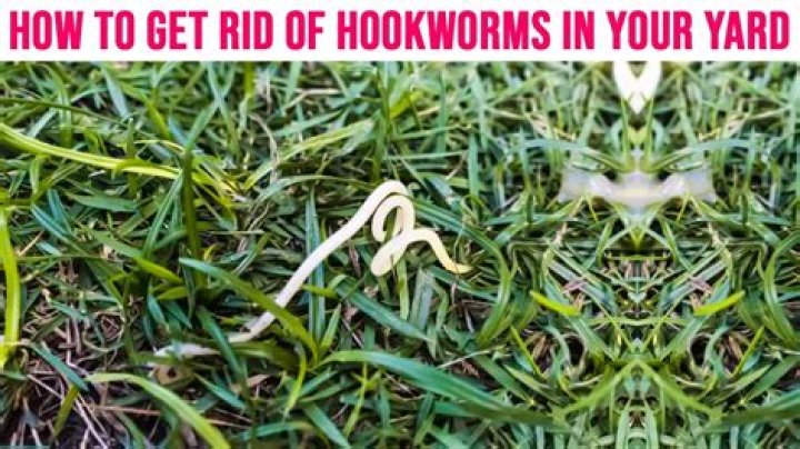 Does diatomaceous earth kill hookworms in yard?