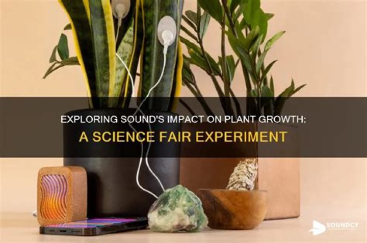 Does sound affect plant growth science project?
