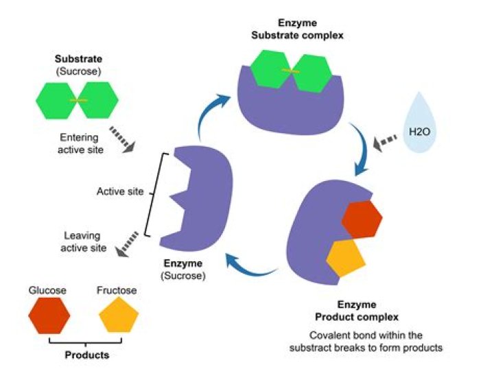 How do enzymes facilitate the formation of the transition state?
