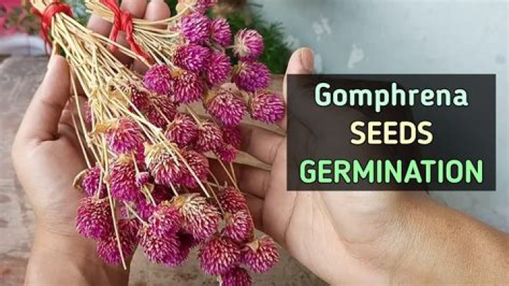 How do you germinate gomphrena seeds?