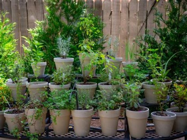 Meet Host Of ‘Homegrown’ Jamila Norman; Norman’s Suggestion Before Your First Plant!