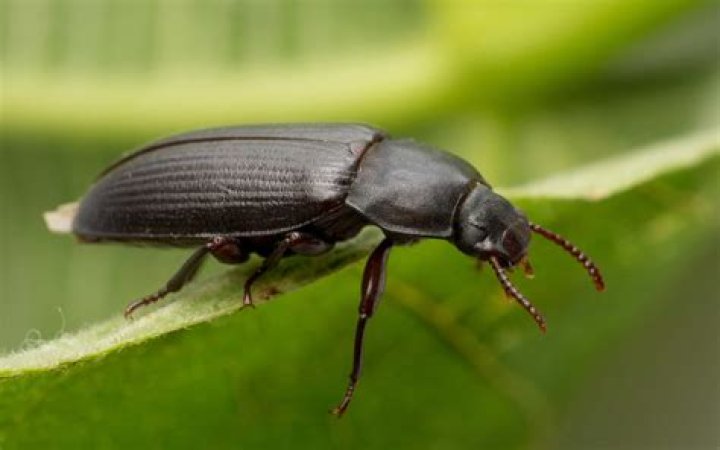 What are immature beetles called?