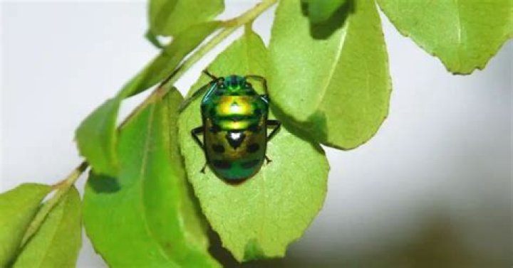 What bug looks like a green ladybug?