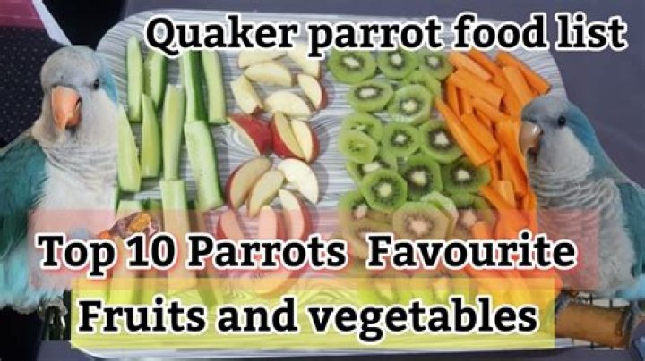 What fruits and veggies can quaker parrots eat?