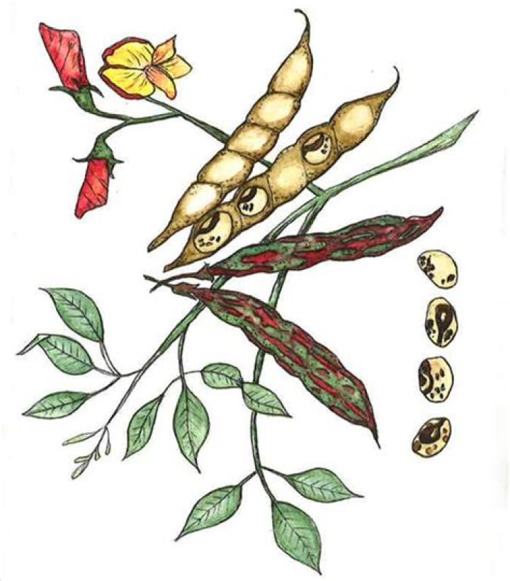 What is another name for pigeon peas?