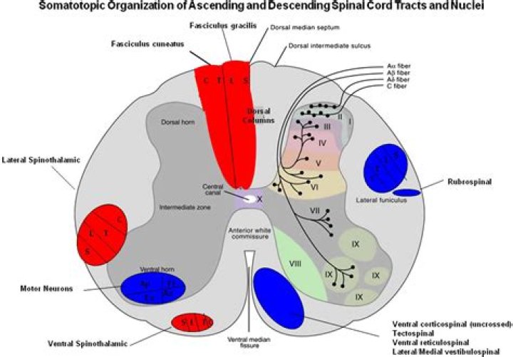 What is laminae of the spinal cord?