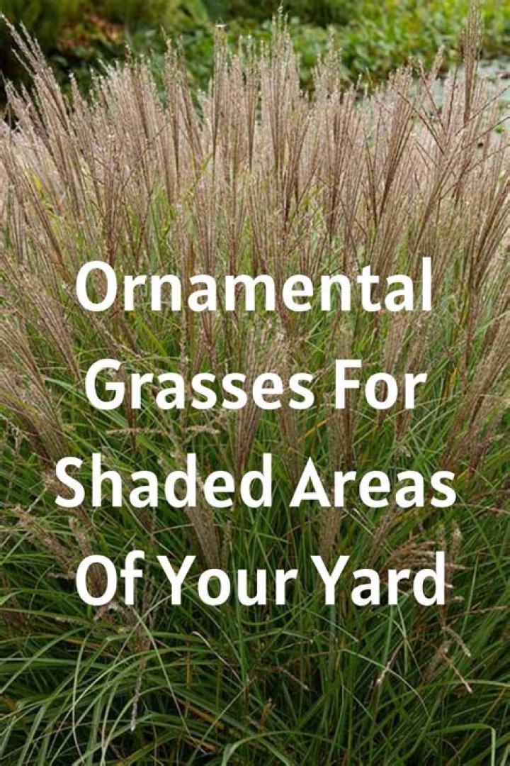 What is the best shade grass for Oklahoma?