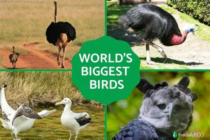 What is the biggest bird in Massachusetts?