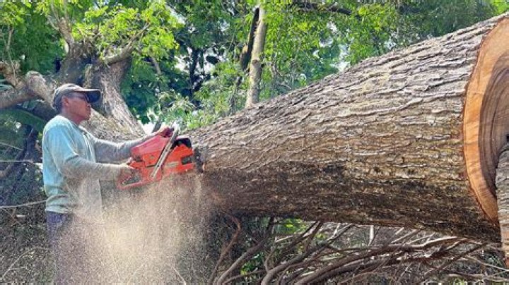 What is the job called when you cut down trees?