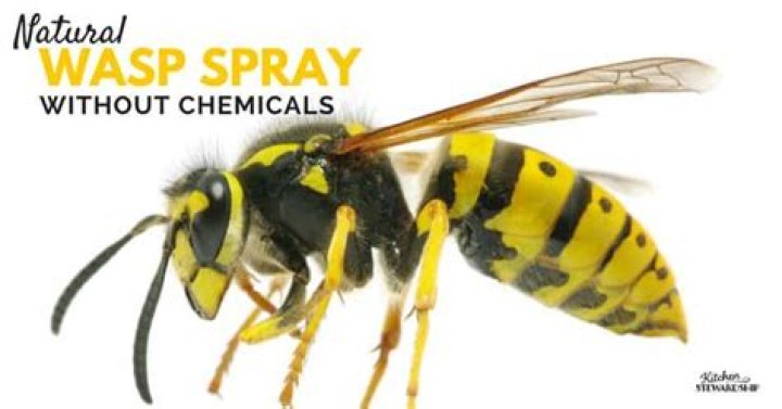 What spray will kill wasps?