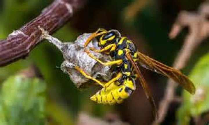 Why do wasps go in holes?