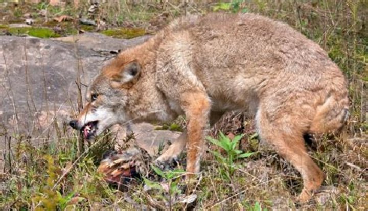 Will coyotes attack chickens during the day?